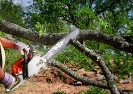 Best Fruit Tree Pruning  in Fort Belknap Agency, MT