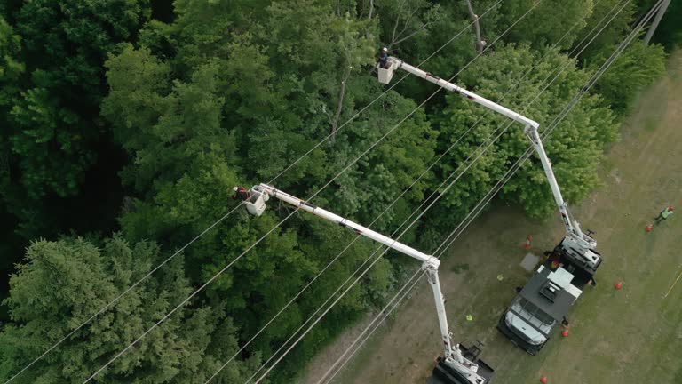How Our Tree Care Process Works  in  Fort Belknap Agency, MT