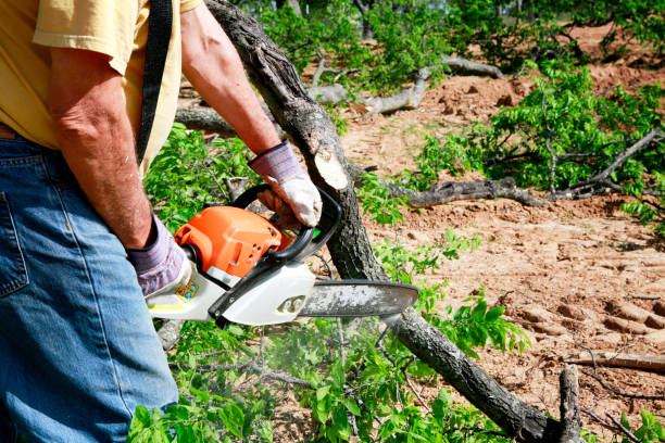 Best Tree Maintenance Programs  in Fort Belknap Agency, MT